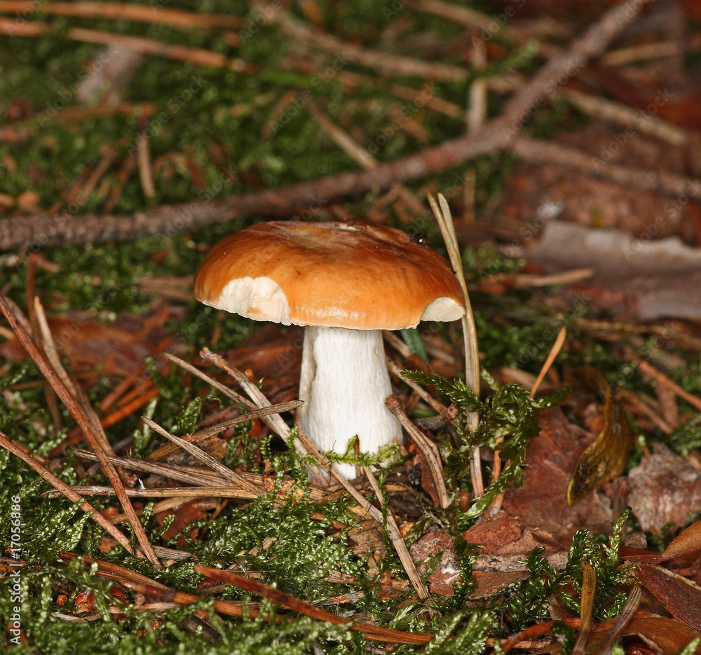 Ockertäubling Russula ochroleuca Ockertäubling Russula ochroleuca