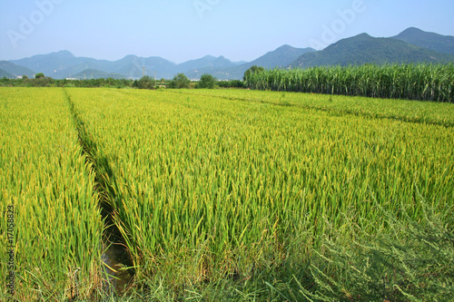 rice paddy field