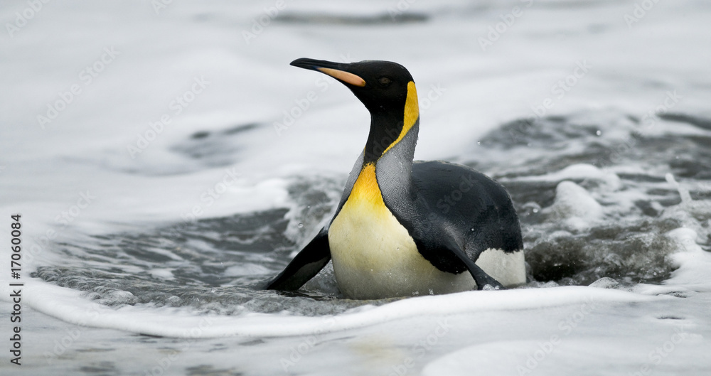Fototapeta premium King Penguin On Belly In Water