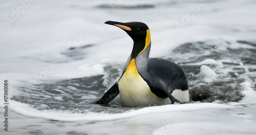 King Penguin On Belly In Water