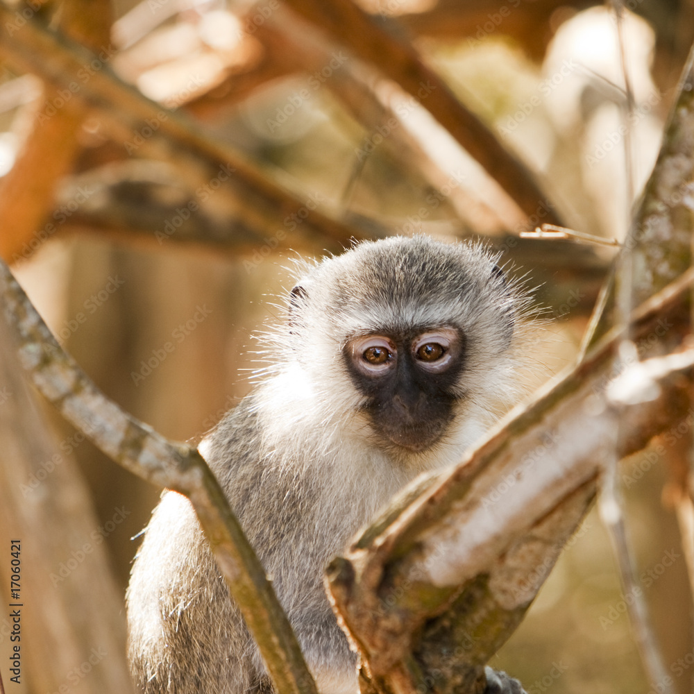 Obraz premium Vervet Monkey Watching Me