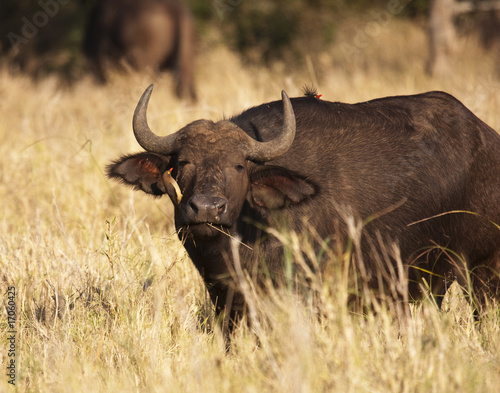 Fototapeta Naklejka Na Ścianę i Meble -  Cape Buffalo With Oxpecker