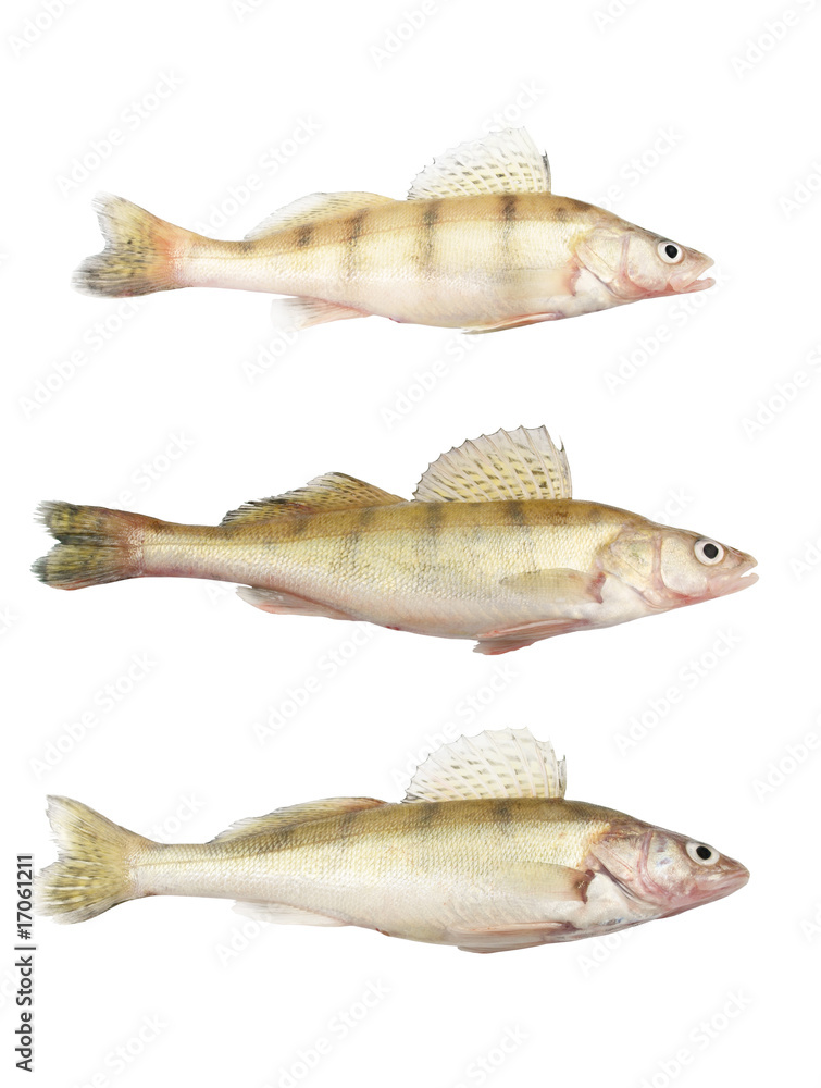 Different zander or pikeperch collection isolated on white Different zander or pikeperch collection isolated on white