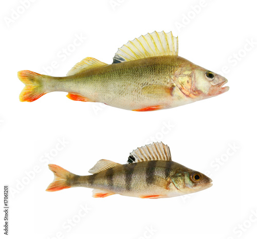 Big and small perch isolated on white