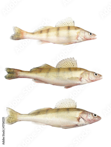 Different zander or pikeperch collection isolated on white
