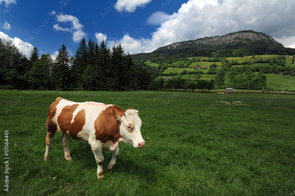 Cow eating grass