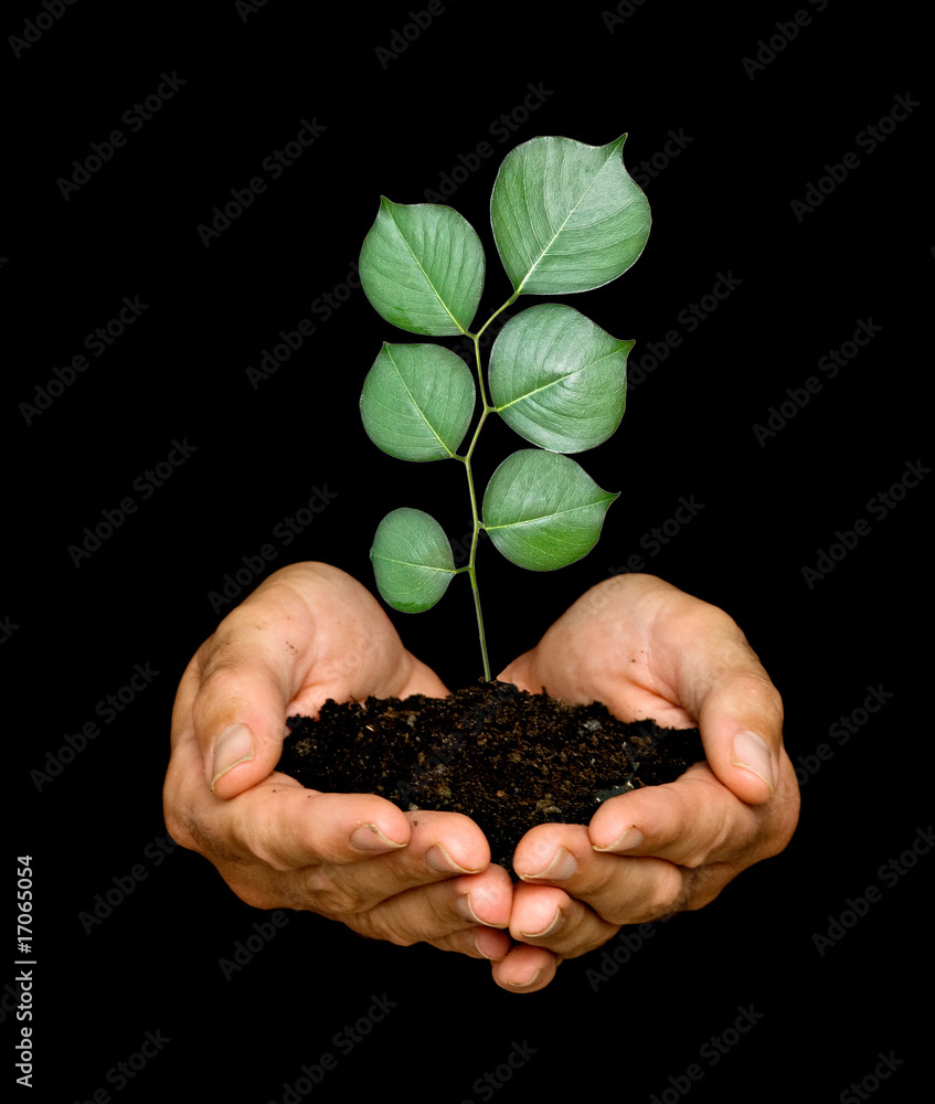 A sprout in palms as a symbol of nature protection A sprout in palms as a symbol of nature protection