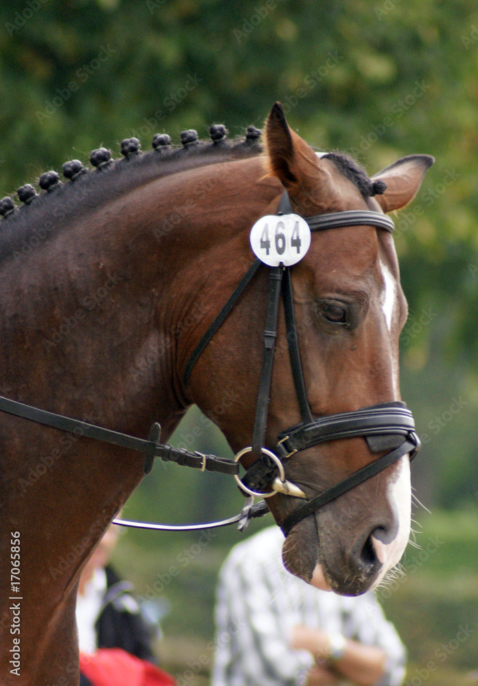 Obraz premium Cheval