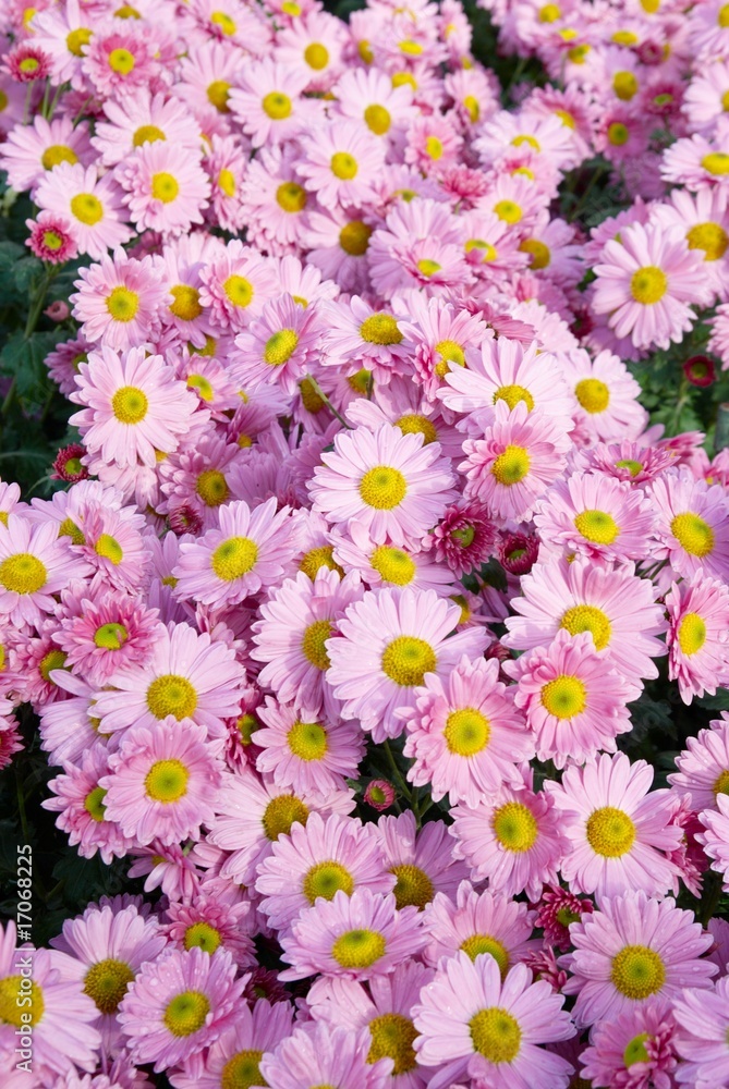 Naklejka premium Sweet pink chrysanthemums.