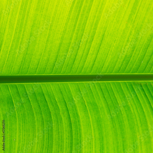 Fresh green banana leaf