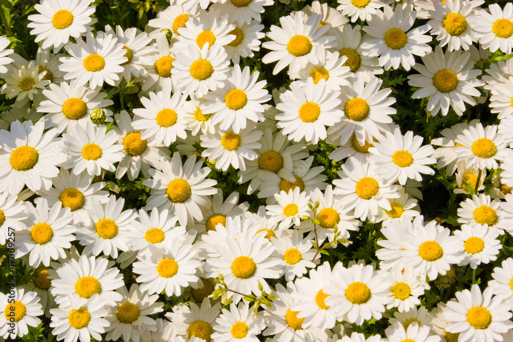 daisy daisy