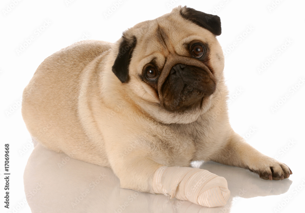 veterinary care - pug with bandaid on paw
