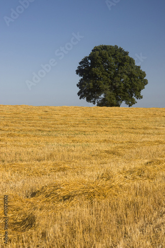 Obraz na plátně campo di grano