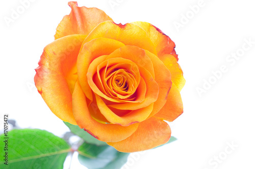 Einzelne orange Rose