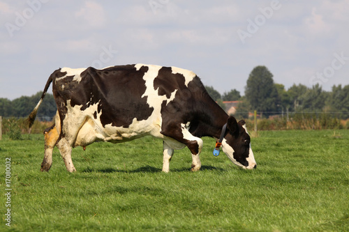 Holstein cow grazing in the meadow