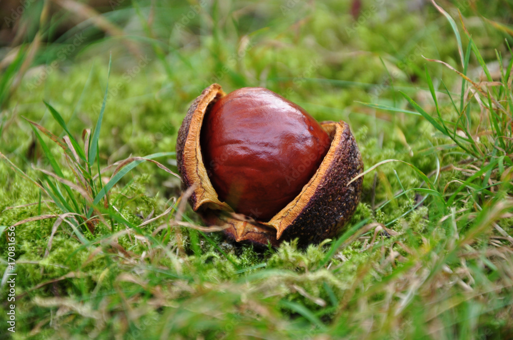 Kastanie Kastanie