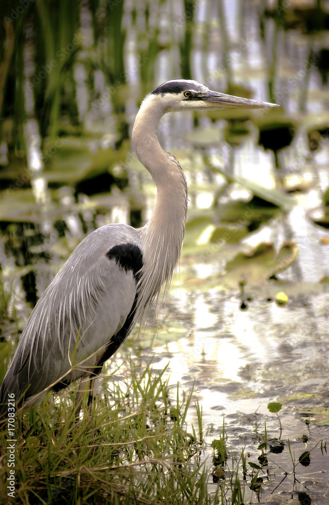 Fototapeta premium Great Blue Heron in water