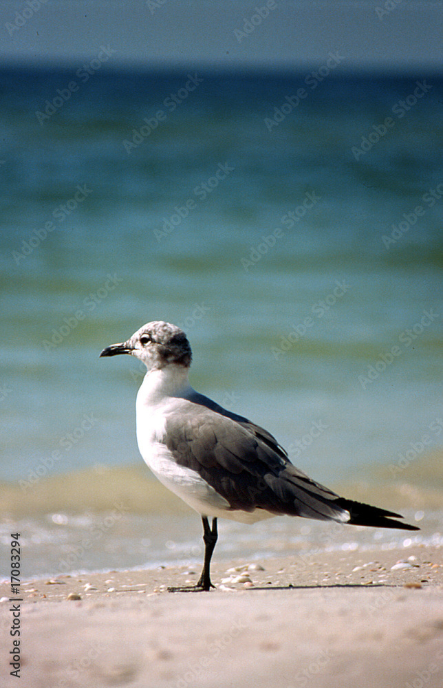 Fototapeta premium Seagull on beach