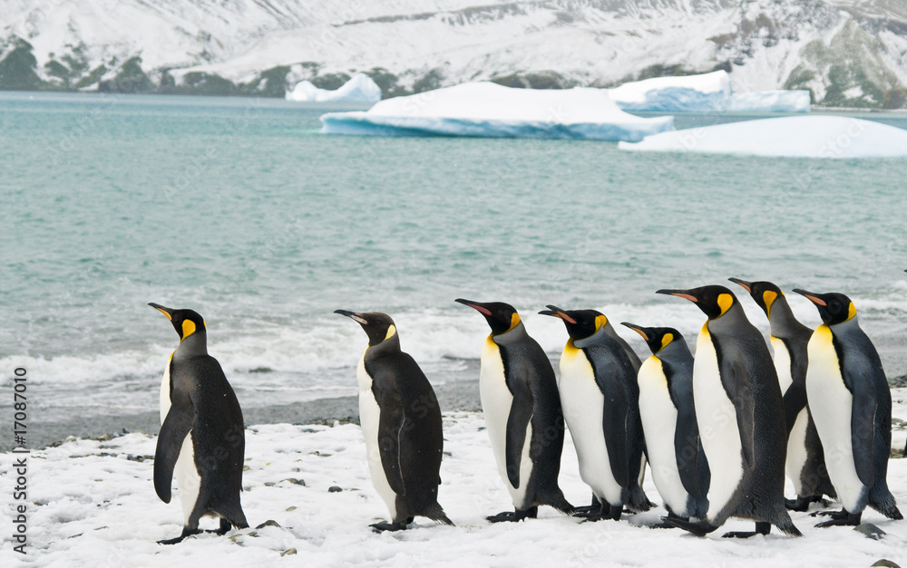 Obraz premium King Penguins in an Icy Bay