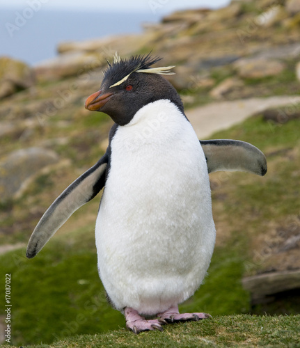 Rockhopper Penguin with Wings Open