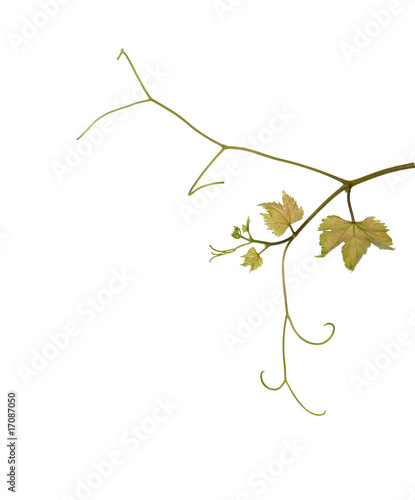 Vine isolated on white background