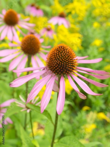 Echinacea Purple Coneflower