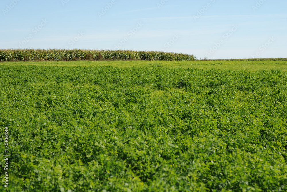 Alfalfa Alfalfa