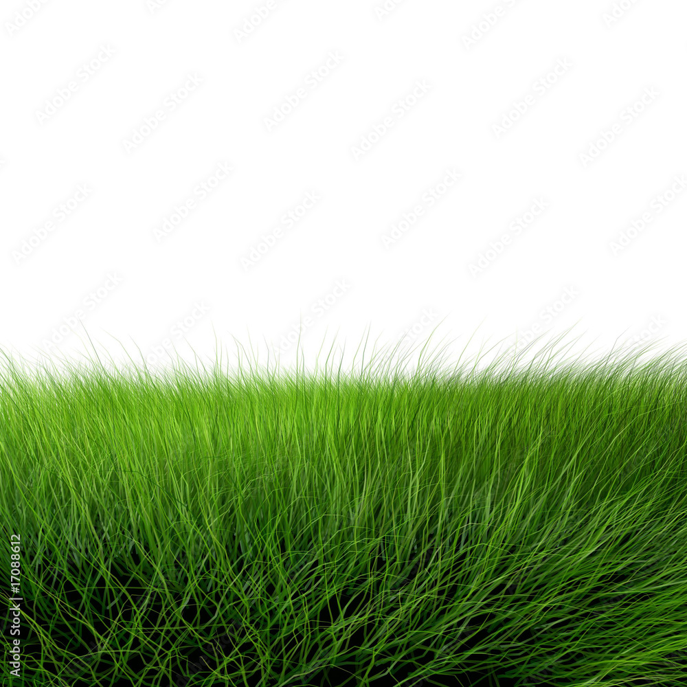 Fototapeta premium Beautiful green grass
