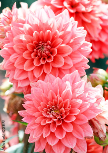Closeup of colorful dahlias