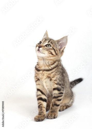 Cat sitting on a white background