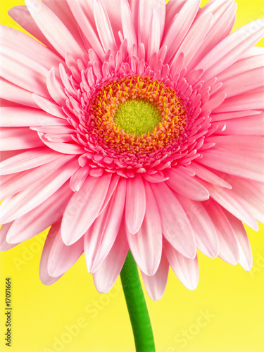 gerbera sur fond jaune