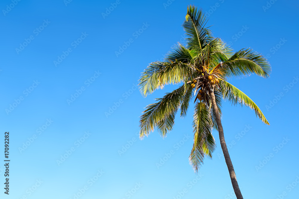 Isolated palm tree over a blue sky
