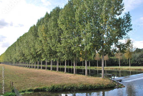 Foto rangée de peupliers