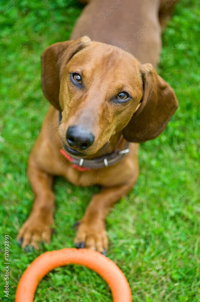 dachshund lying in the grass