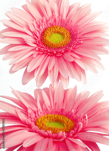 gerberas