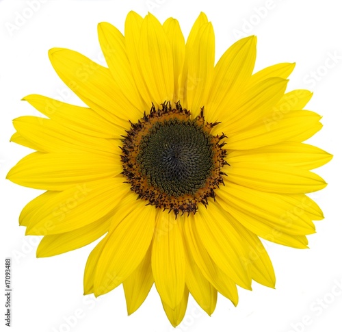 Fototapeta Naklejka Na Ścianę i Meble -  beautiful yellow sunflower on white