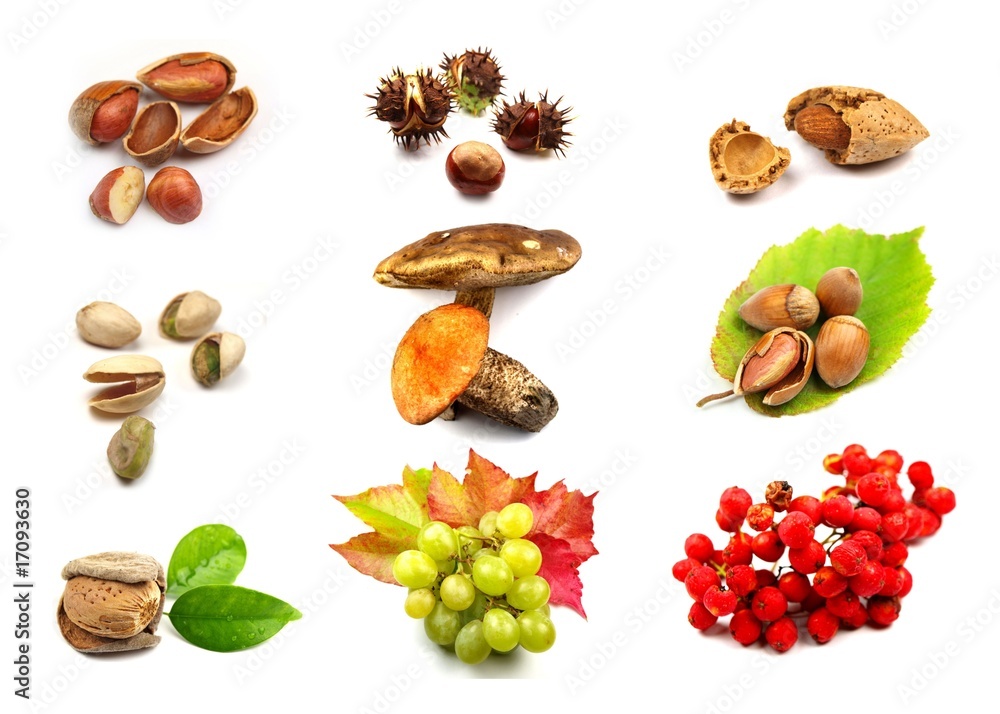 autumn berries collection autumn berries collection