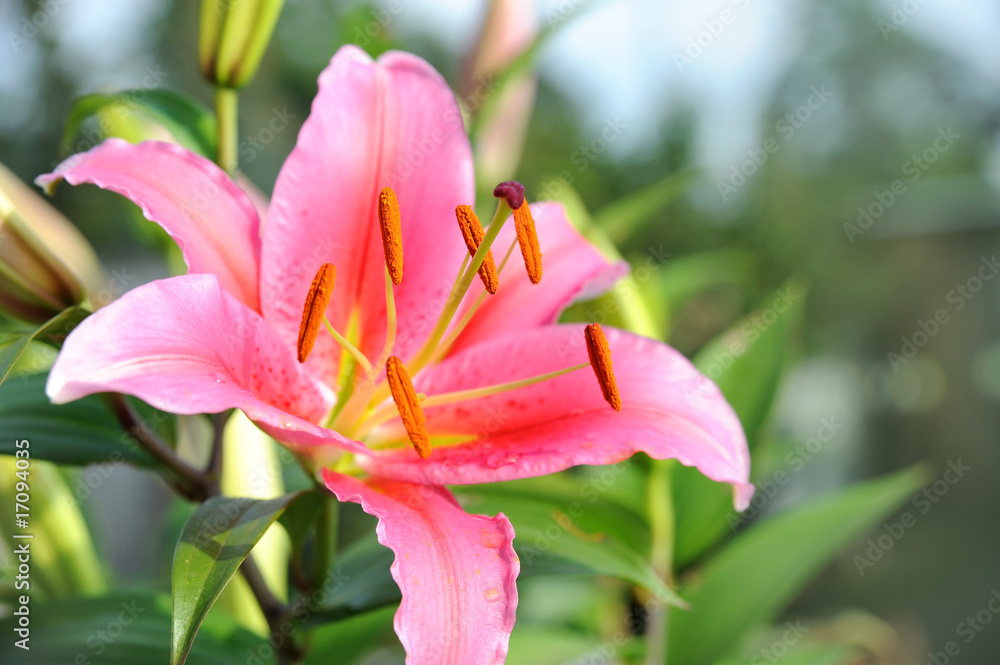 Fototapeta premium Blumen 113