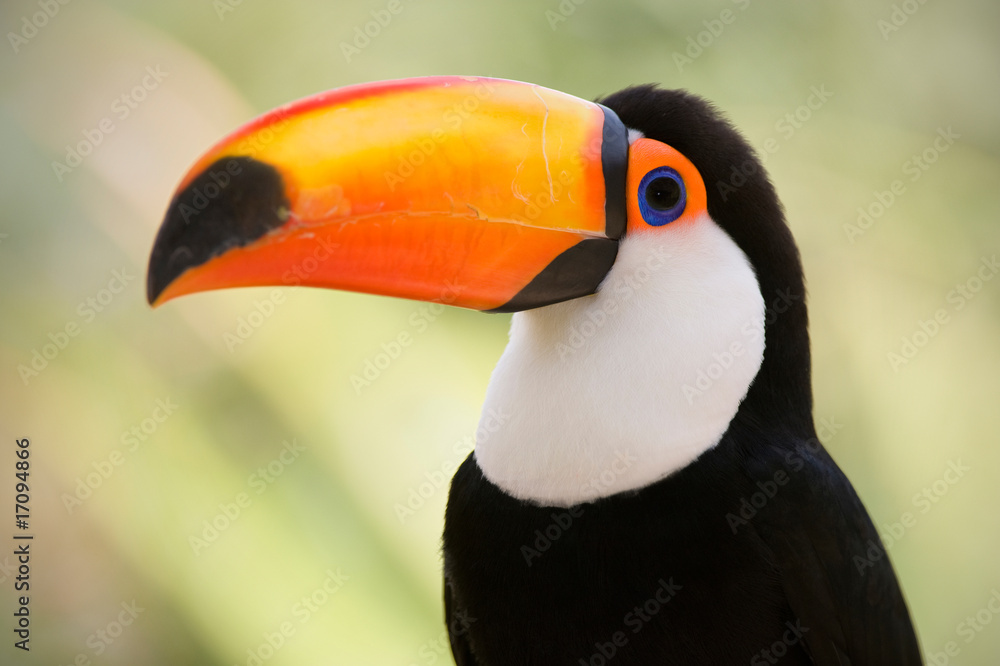 Head close-up of a Toco Toucan (Ramphastos toco) Head close-up of a Toco Toucan (Ramphastos toco)