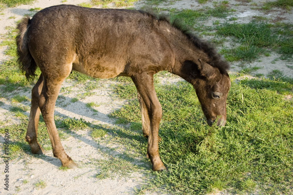 Fototapeta premium Small brown horse, the pony on the pasture