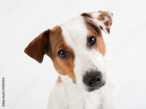 Closeup Jack Russell Terrier © Dreymedv