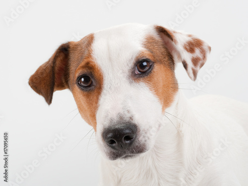 Closeup Jack Russell Terrier head
