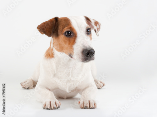 Jack Russell Terrier lying on white