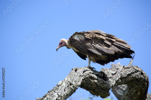 Bilde på lerret Vulture