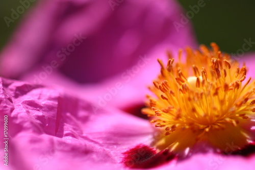 Pink Rockrose © Georg Lehnerer