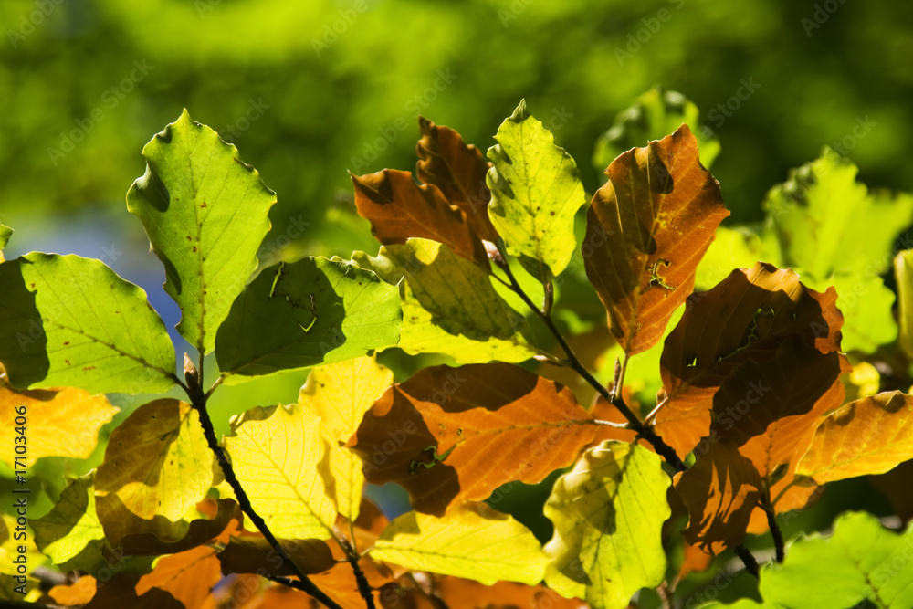 Autumn Autumn