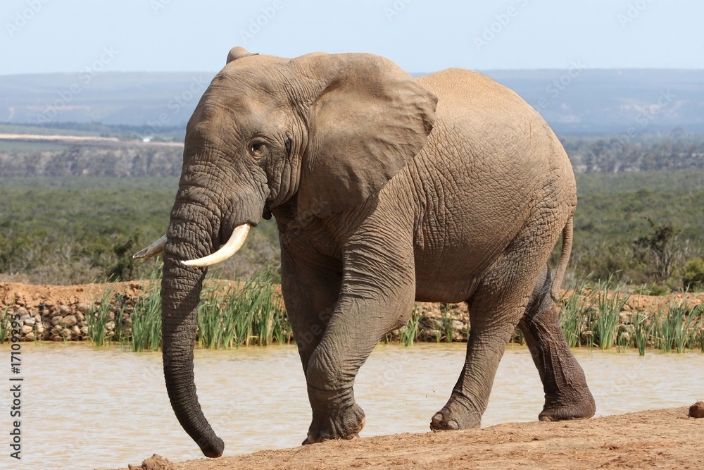Obraz premium African Elephant Bull