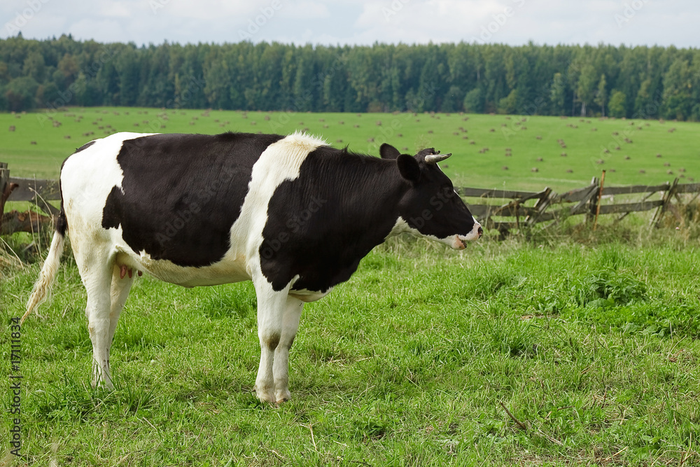 cow on green grass