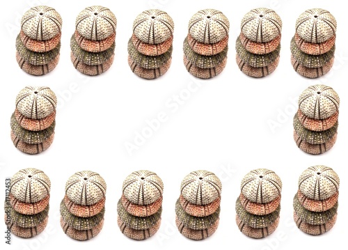 Set of sea urchins on white background