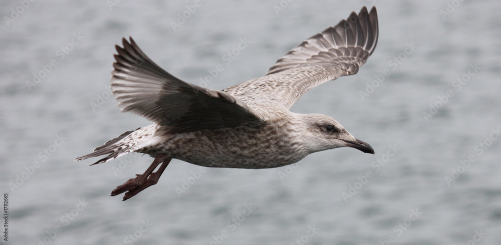 A Beautiful Seagull Flying above the Sea. A Beautiful Seagull Flying above the Sea.